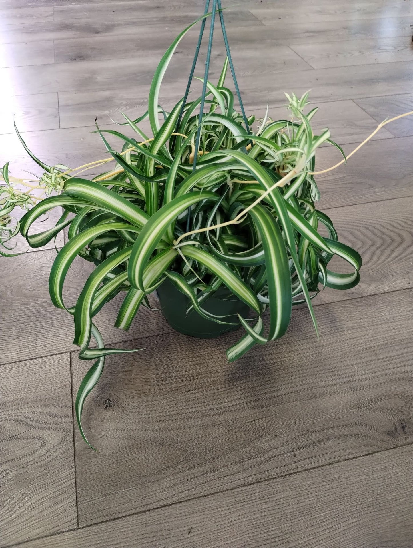 Chlorophytum comosum 'Bonnie'