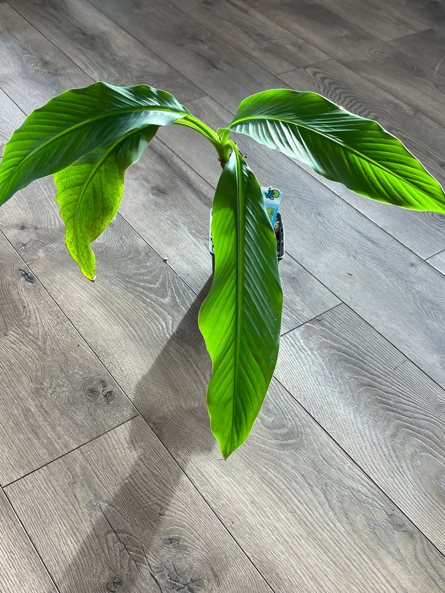 Musa Basjoo ‘Japanese Banana’