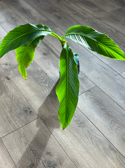 Musa Basjoo ‘Japanese Banana’