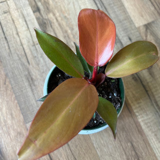 Philodendron 'McColleys Finale'