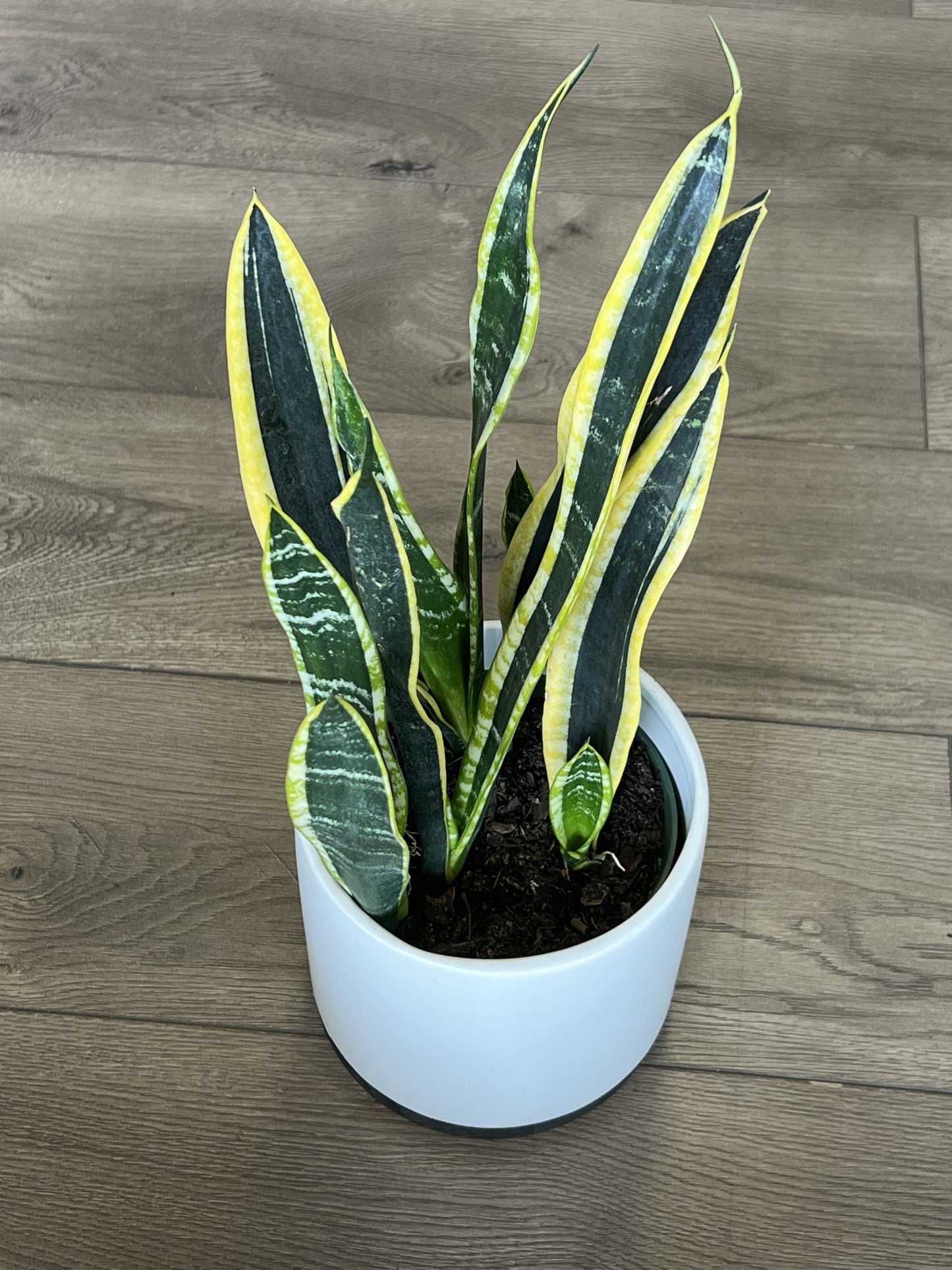 Sansevieria 'Laurentii Snake plant’