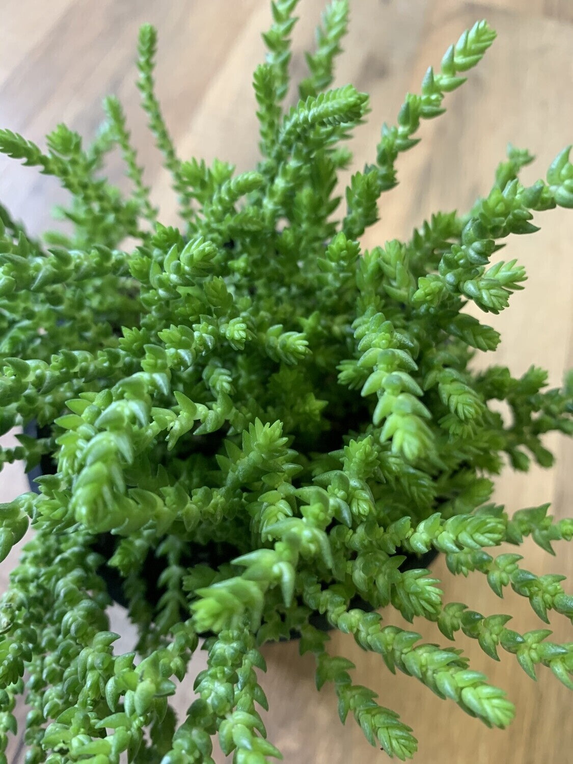 Crassula pseudolycopodiodes 'Medusa Watchchain'
