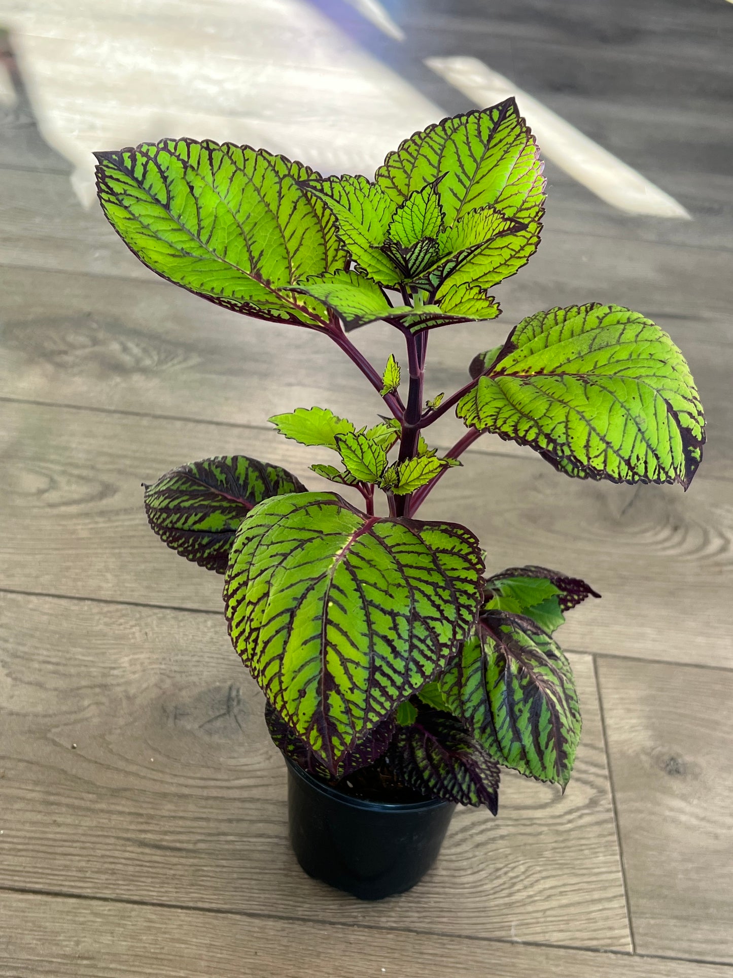 Coleus 'Fishnet Stockings'