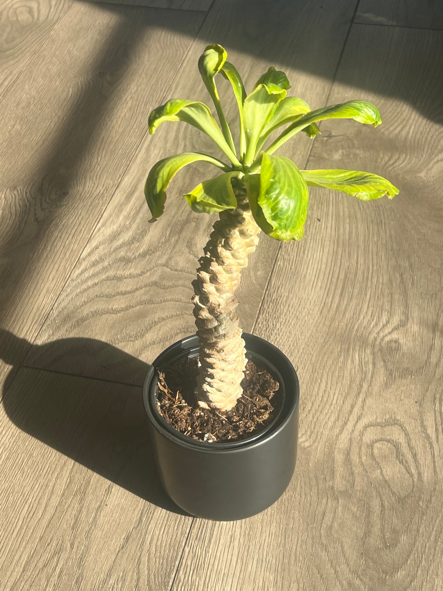 Euphorbia poissonii 'Variegata'