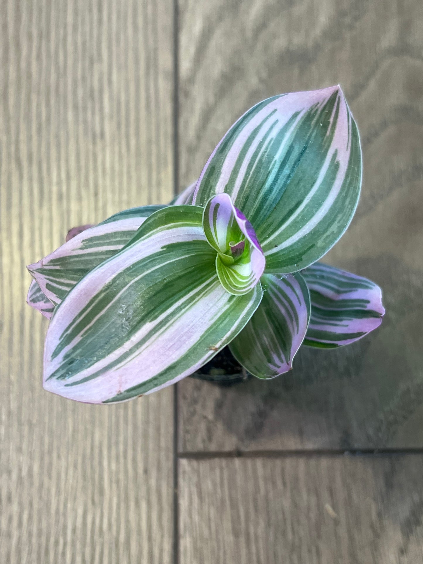 Tradescantia albiflora 'Nanouk'