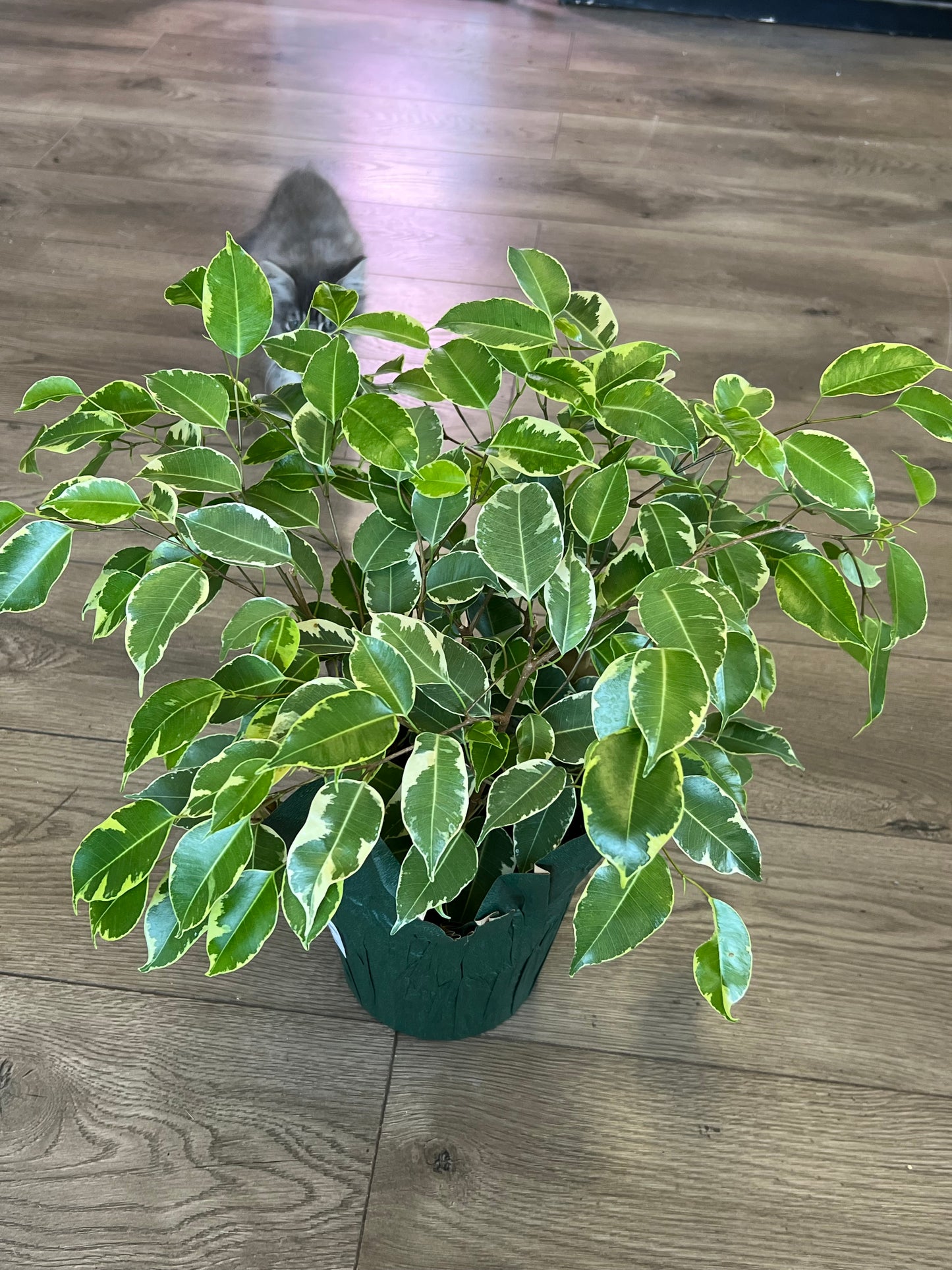 Ficus Benjamin