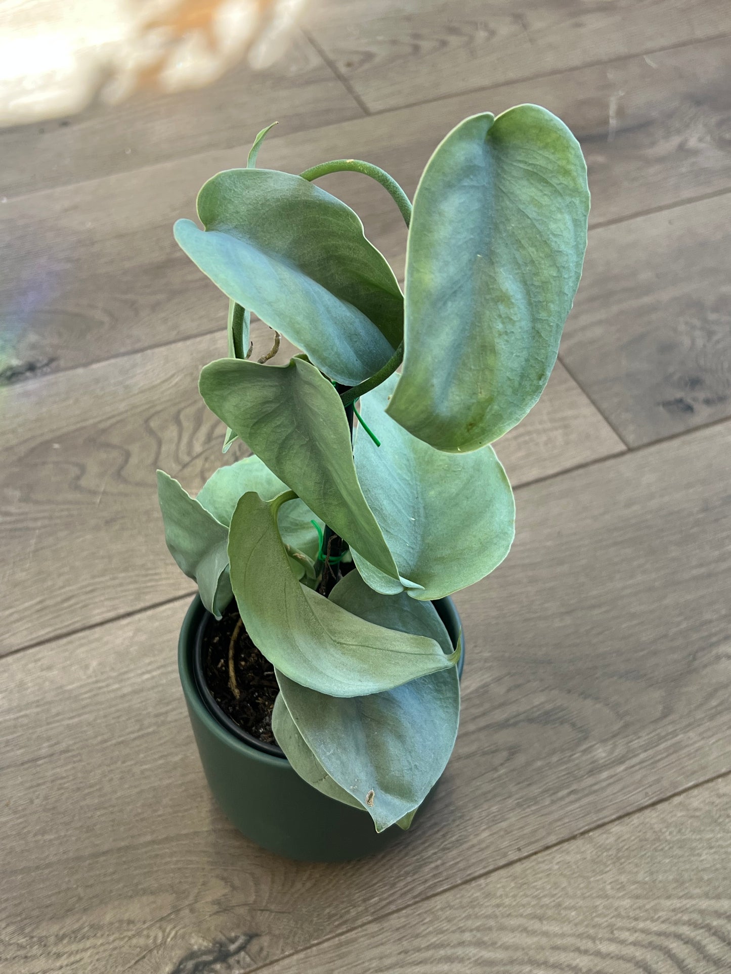 Scindapsus pict. 'Platinum'