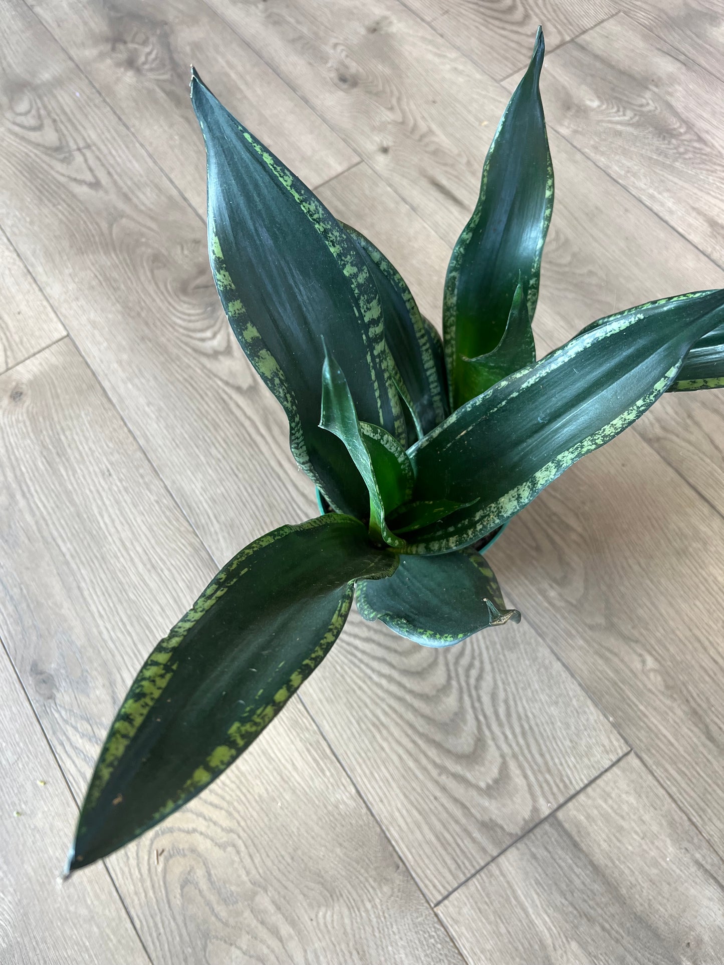 Sansevieria 'Whitney'