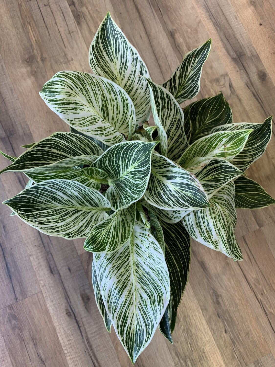 Philodendron 'Birkin'