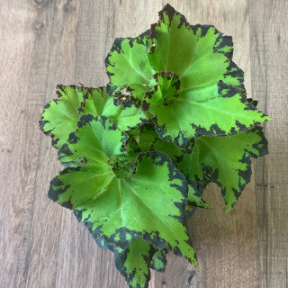 Begonia Rex 'River Nile'