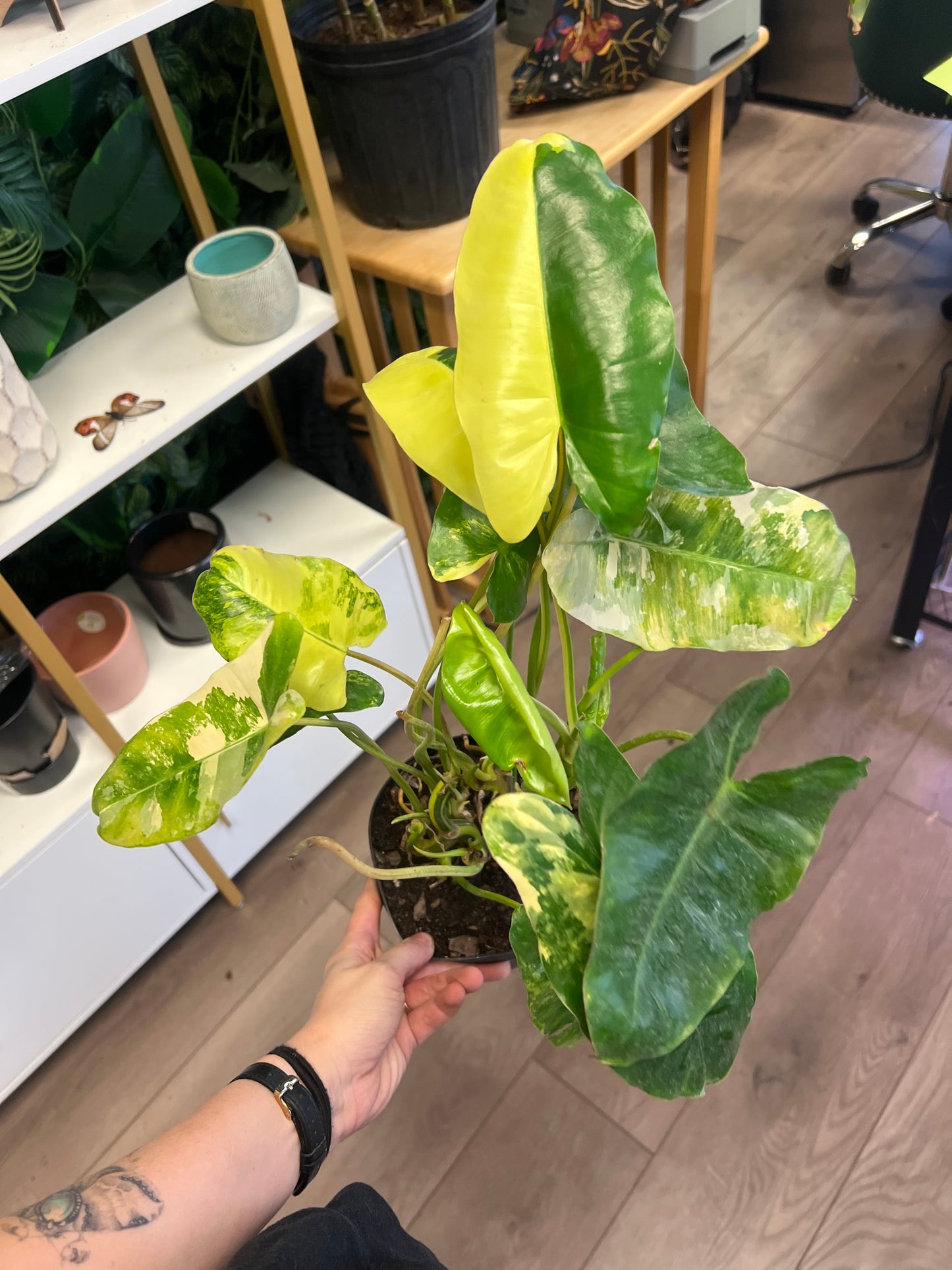 Philodendron 'Burle Marx Varigated'