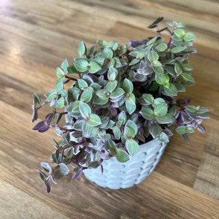 callisia repens 'Pink Panther'