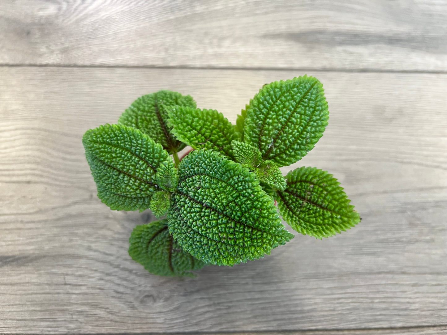 Pilea 'Moon Valley'