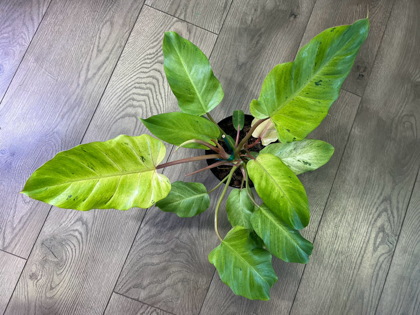 Philodendron 'Snowdrift