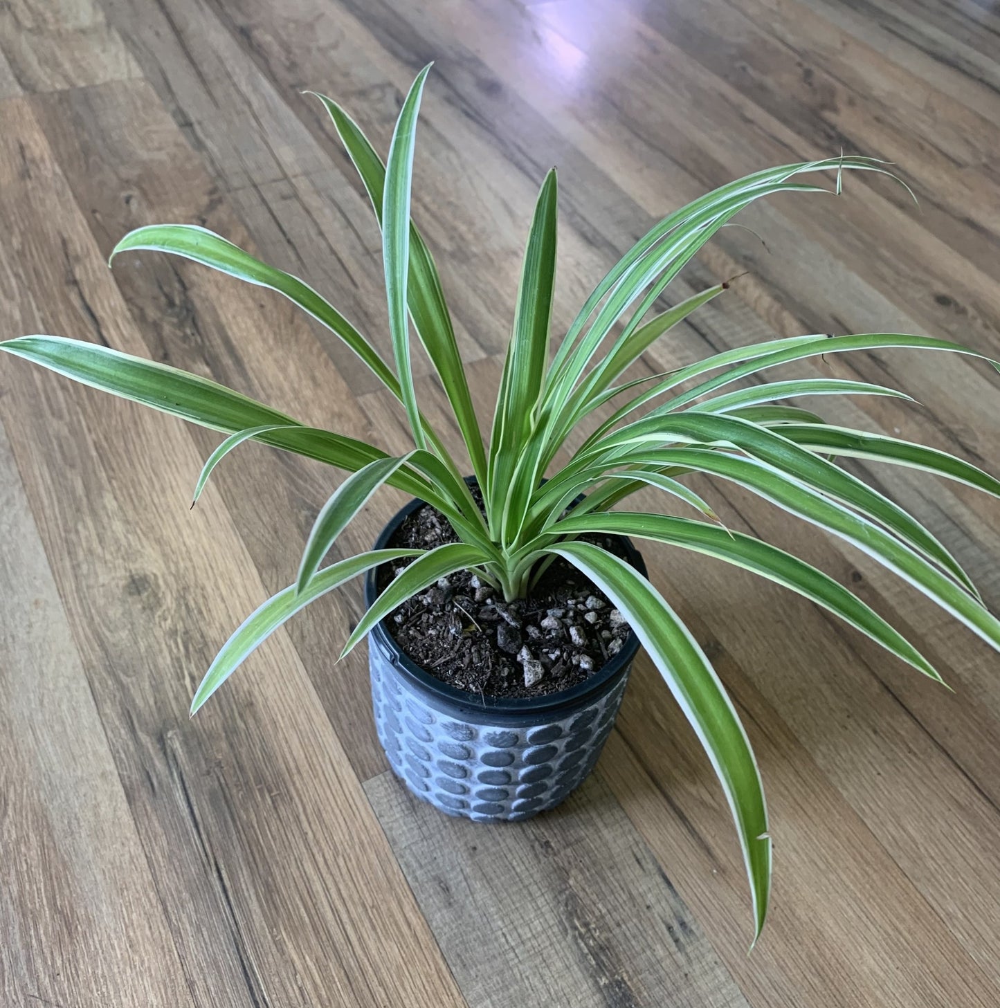 Chlorophytum comosum 'Variegated Spider Plant'