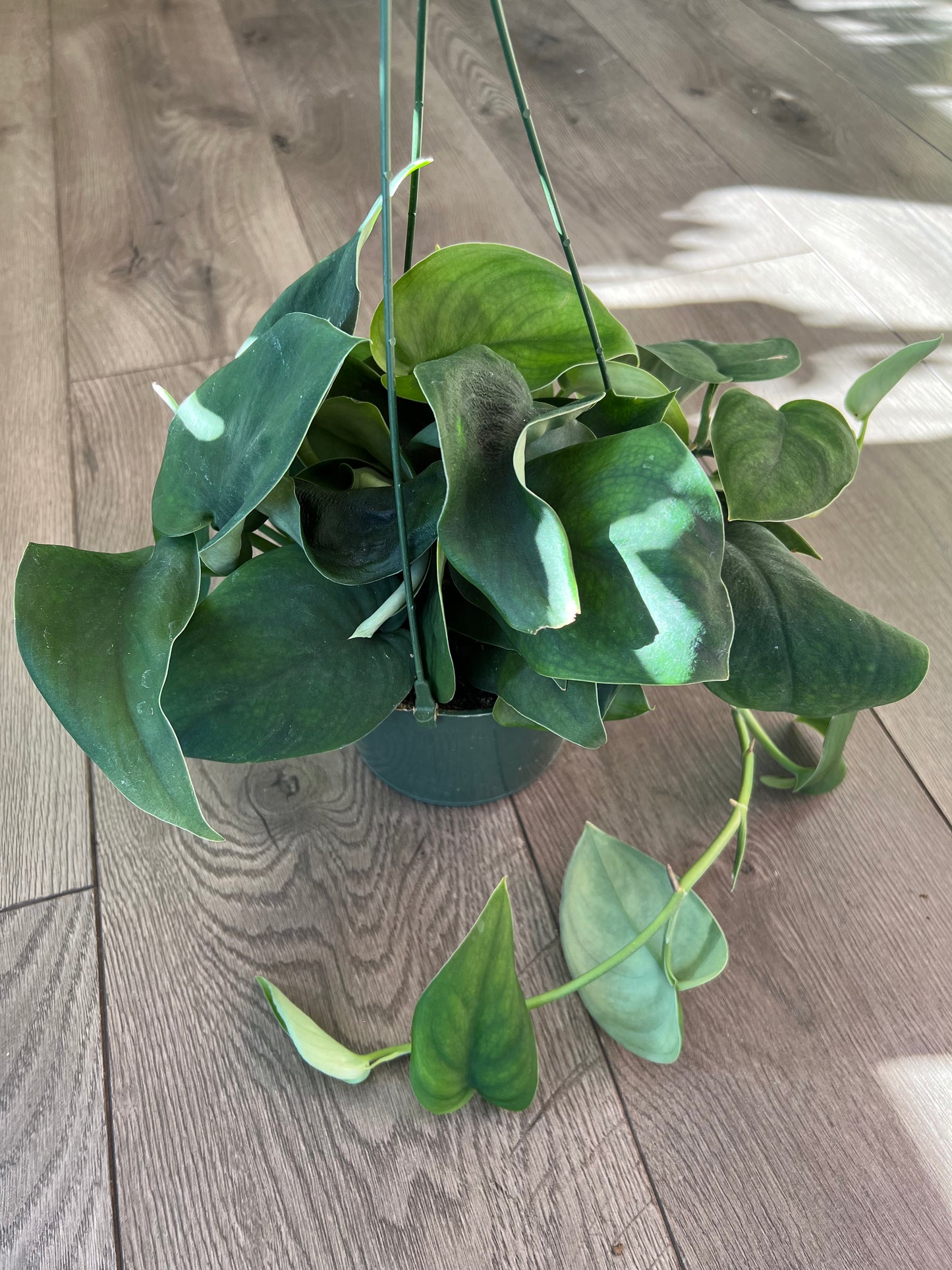 Scindapsus 'Jade Satin'