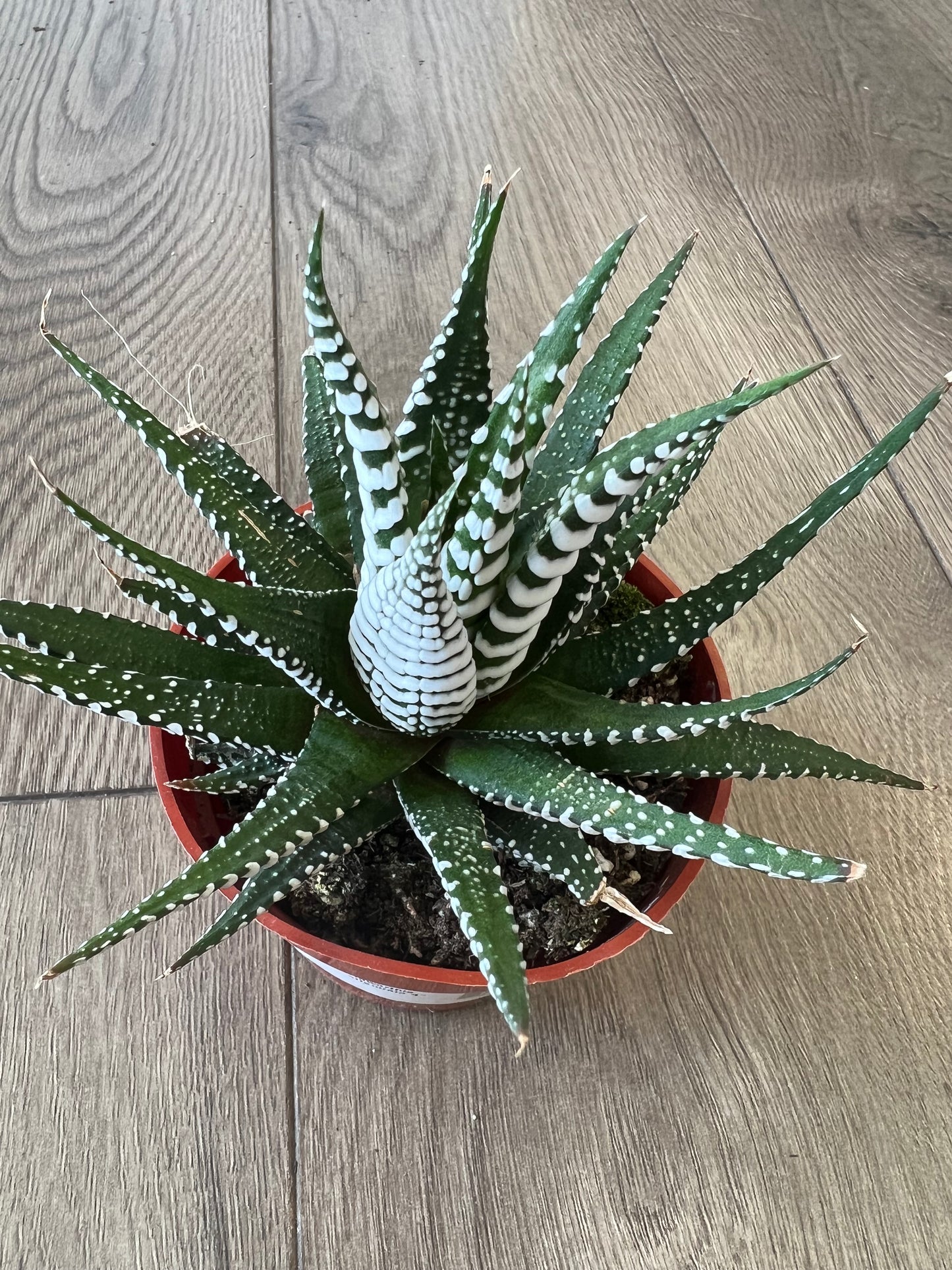 Haworthia attenuata 'Zebra'