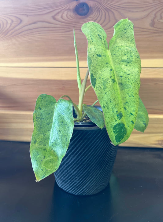 Philodendron 'Paraiso Verde'