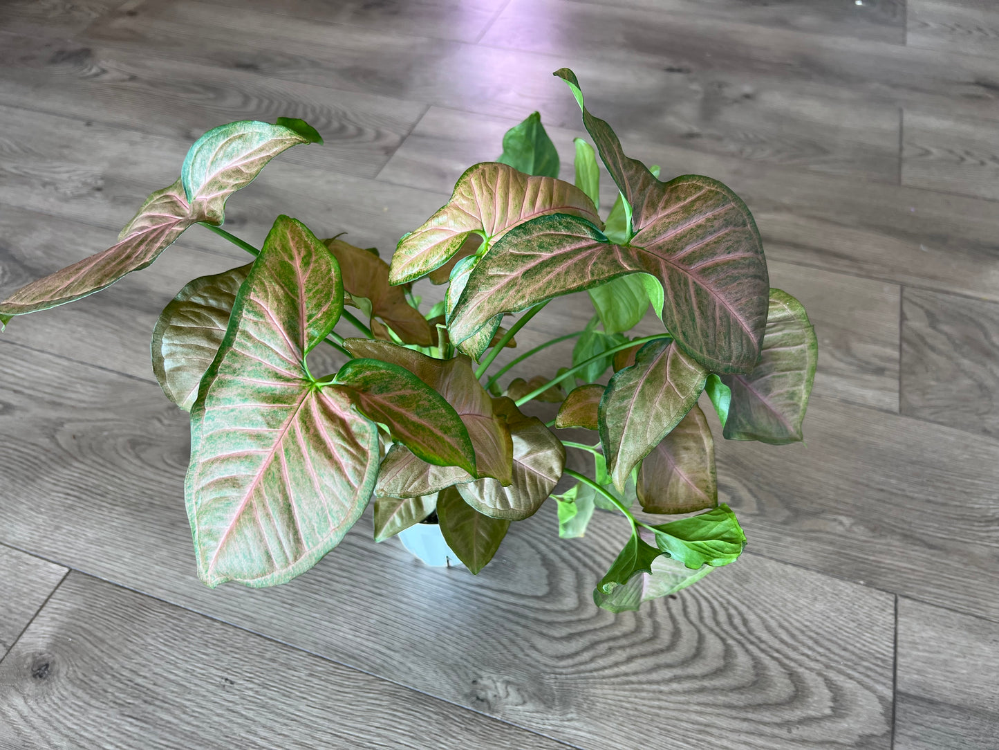 Syngonium 'Neon Robusta'