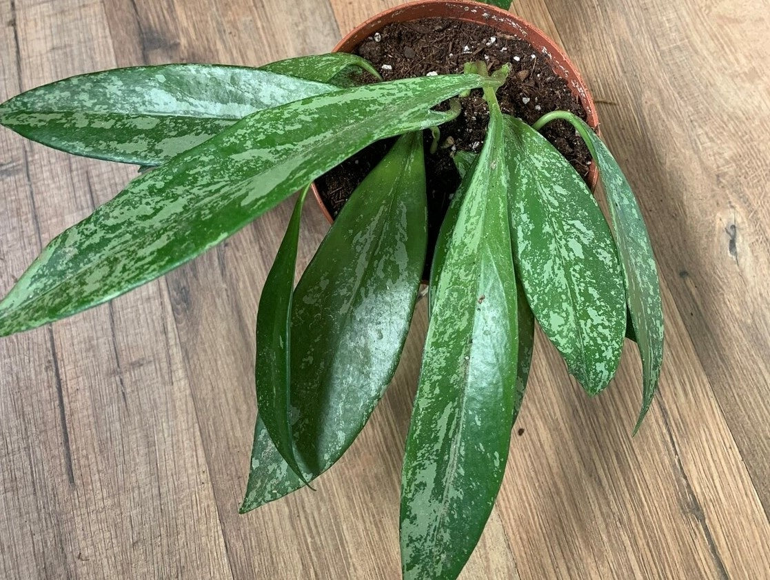 Hoya pubicalyx splash