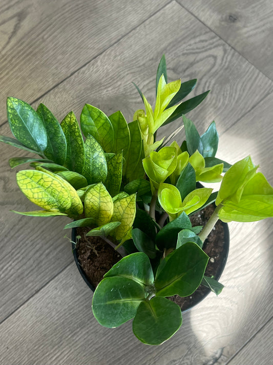 Zamioculcas zamiifolia 'Chameleon ZZ'