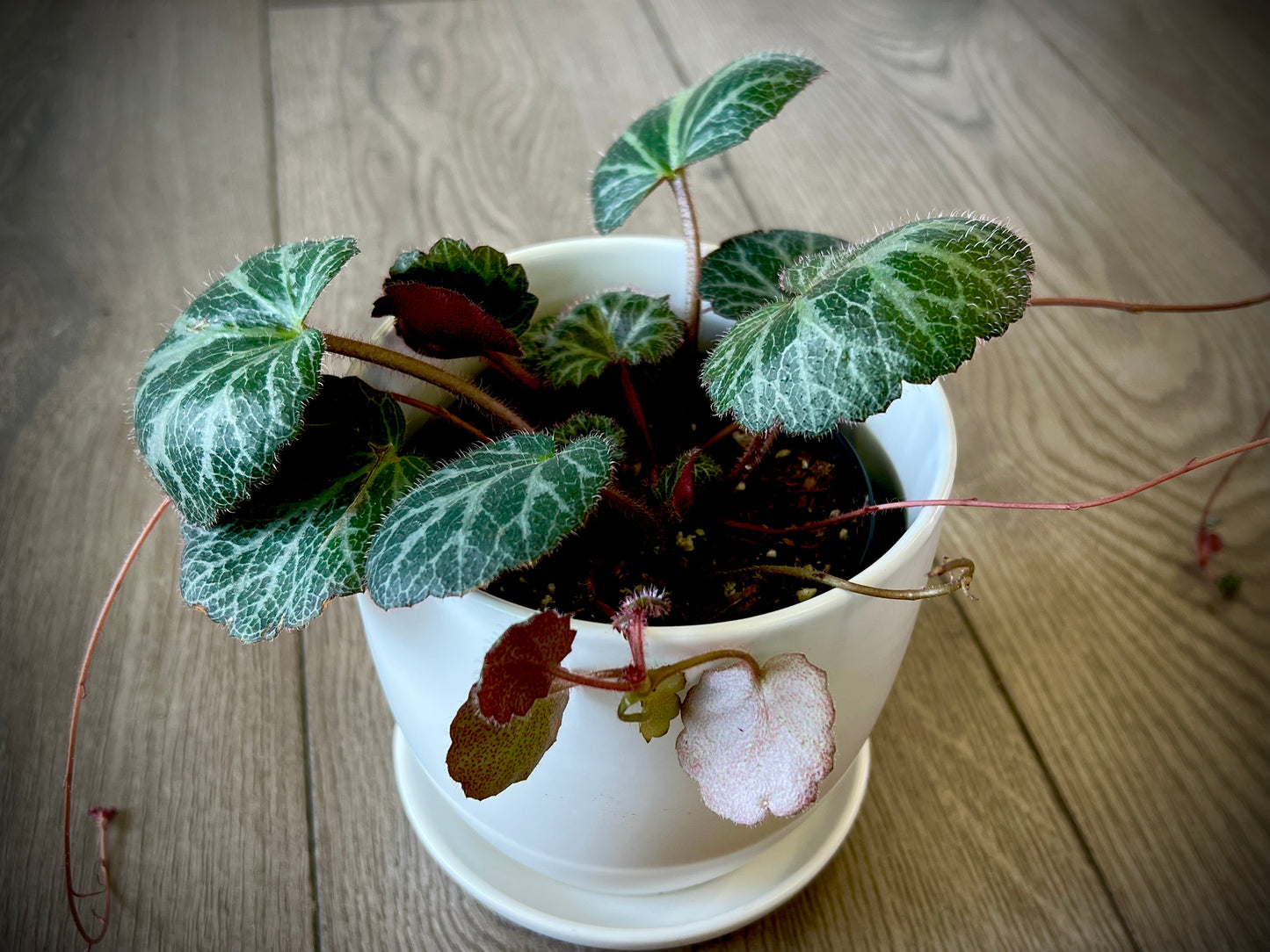 Saxifraga stolonifera 'Strawberry Begonia'