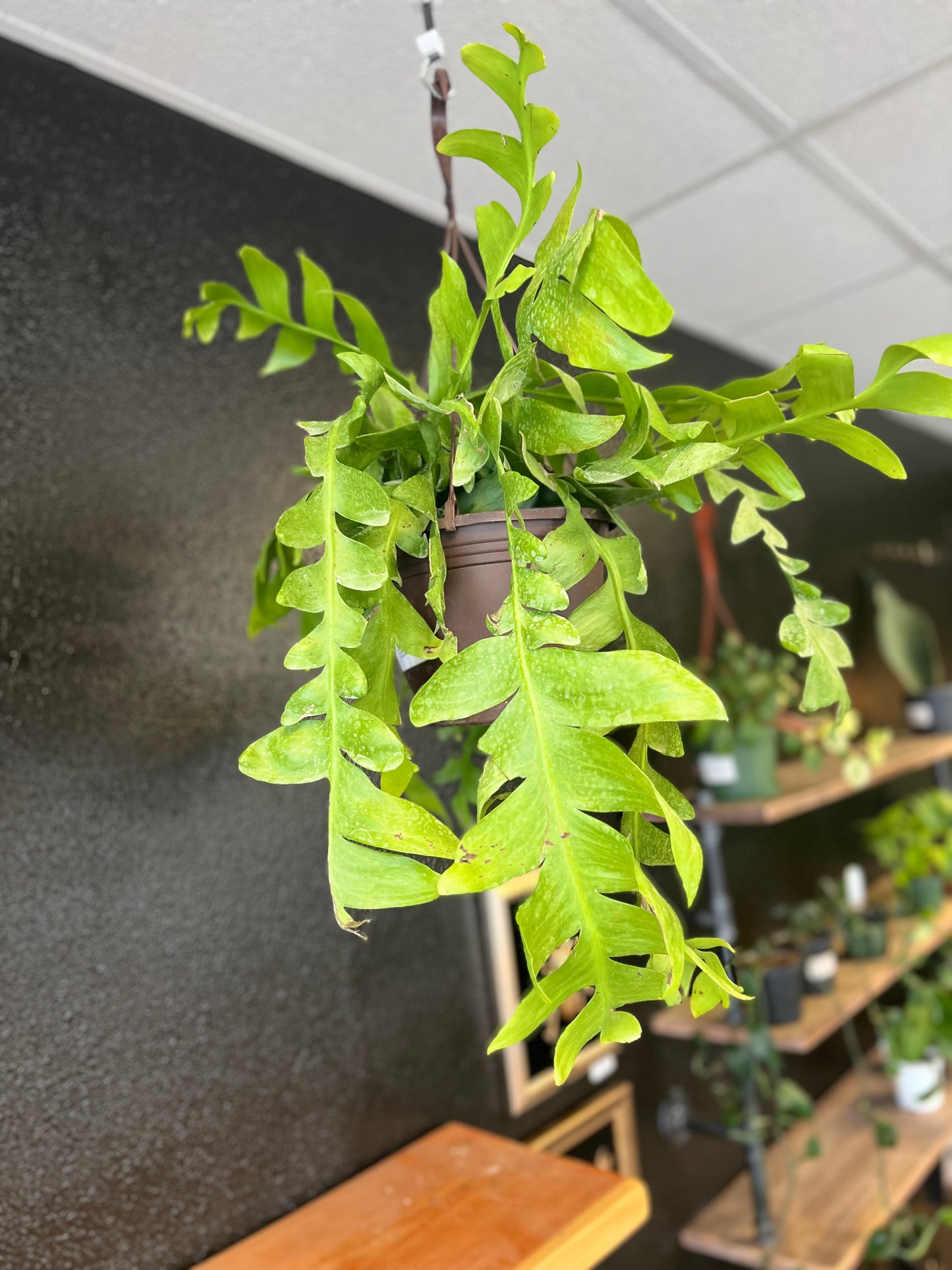 Epiphyllum chrysocardium 'Fernleaf Cactus'