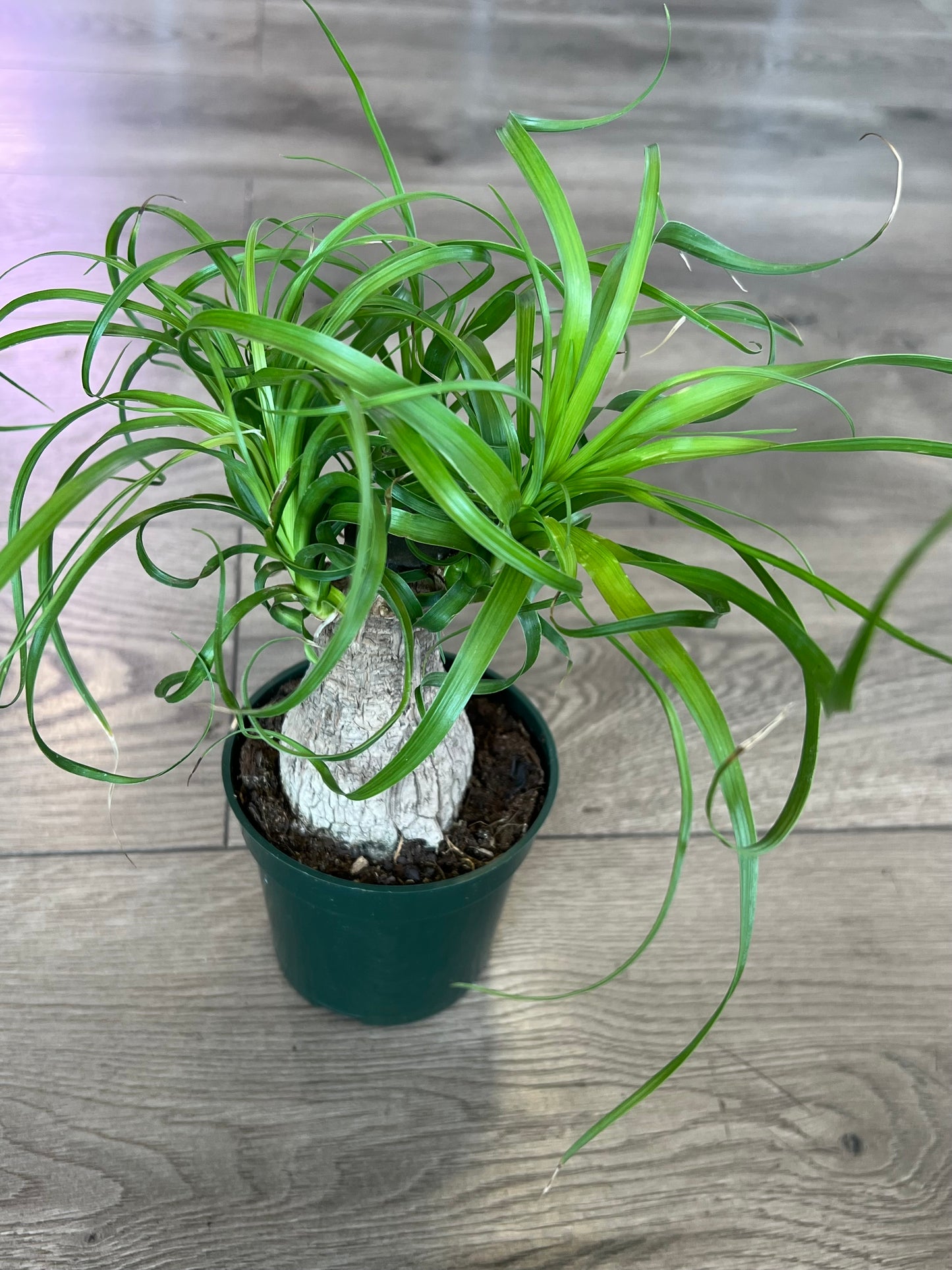 Beaucarnae recurvata 'Ponytail Palm'