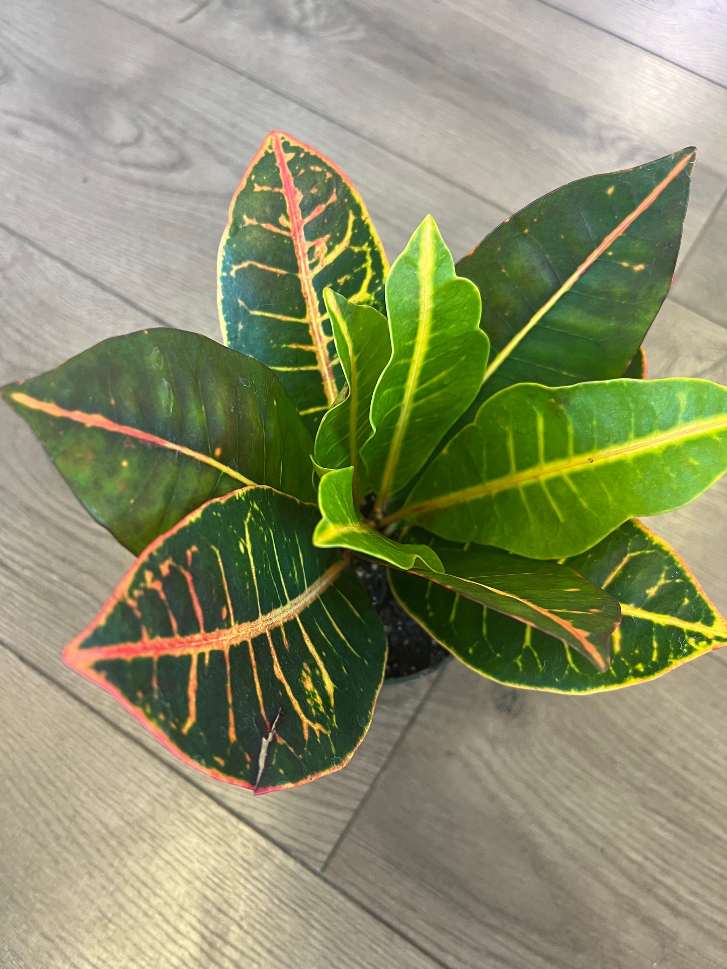Croton Petra