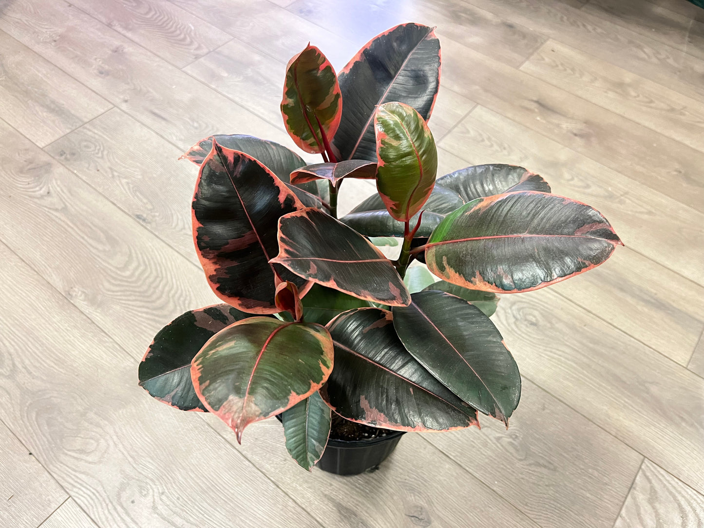 Ficus elastica 'Ruby Rubber tree'