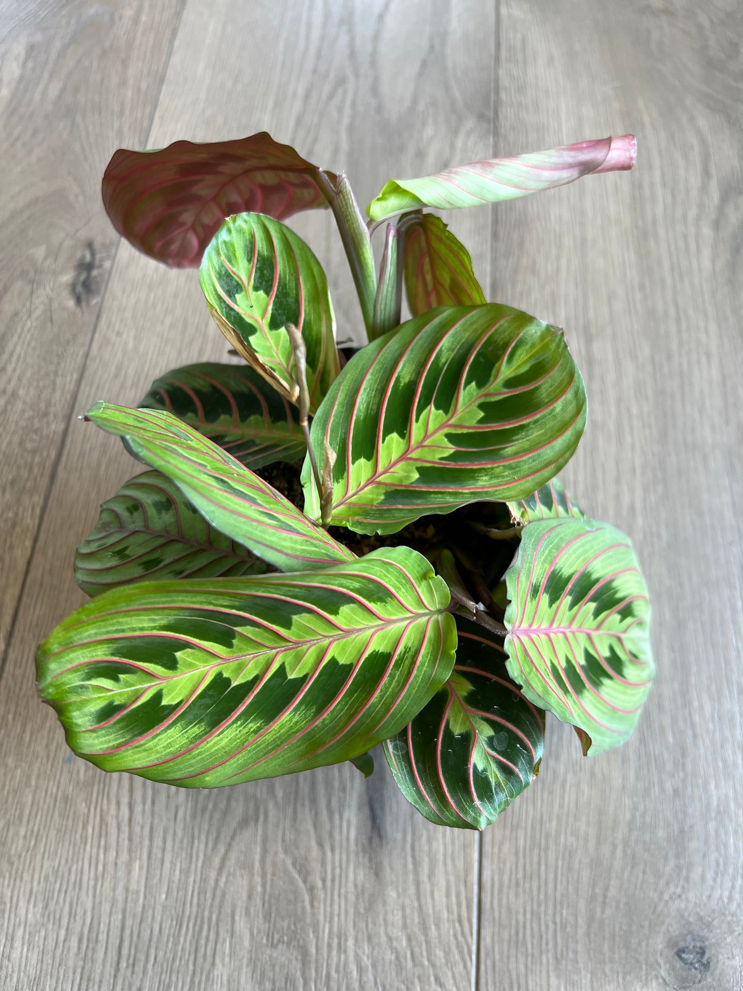 Maranta 'Prayer Plant Red'