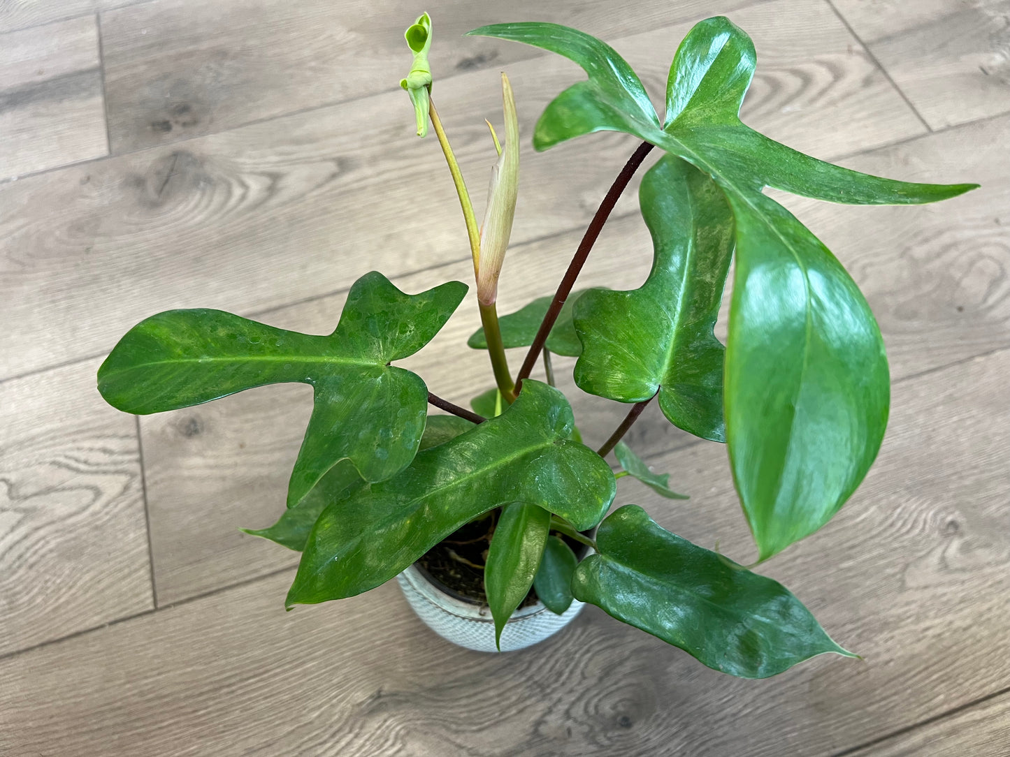 Philodendron 'Florida Green'