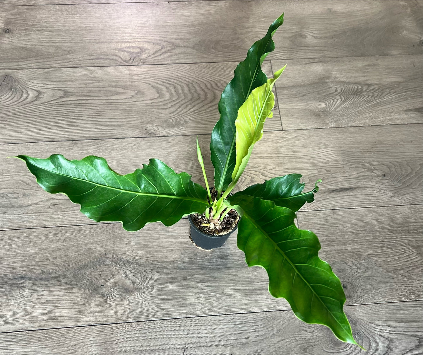 Anthurium 'Plowmanii'