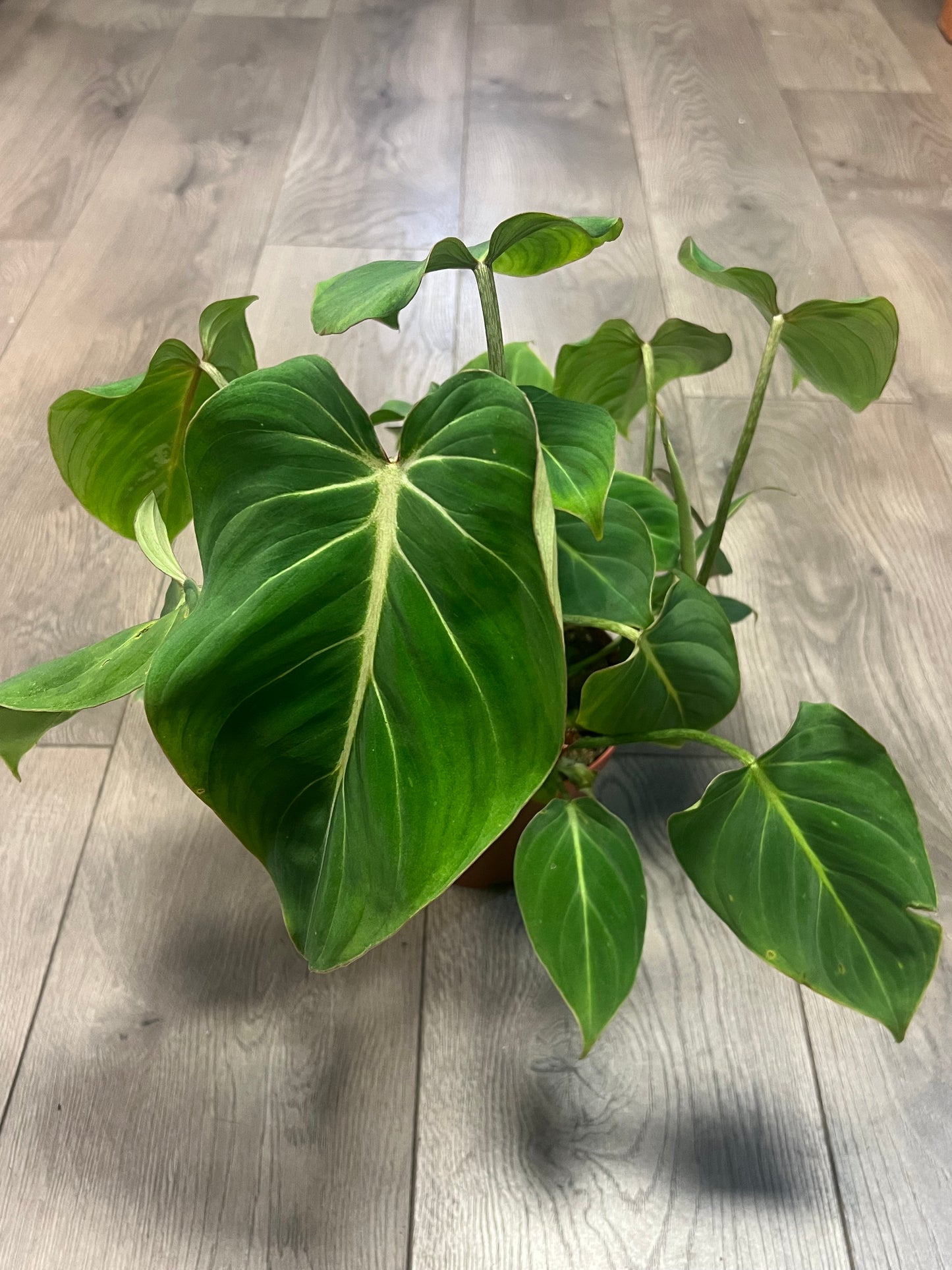 Philodendron 'Gloriosum'