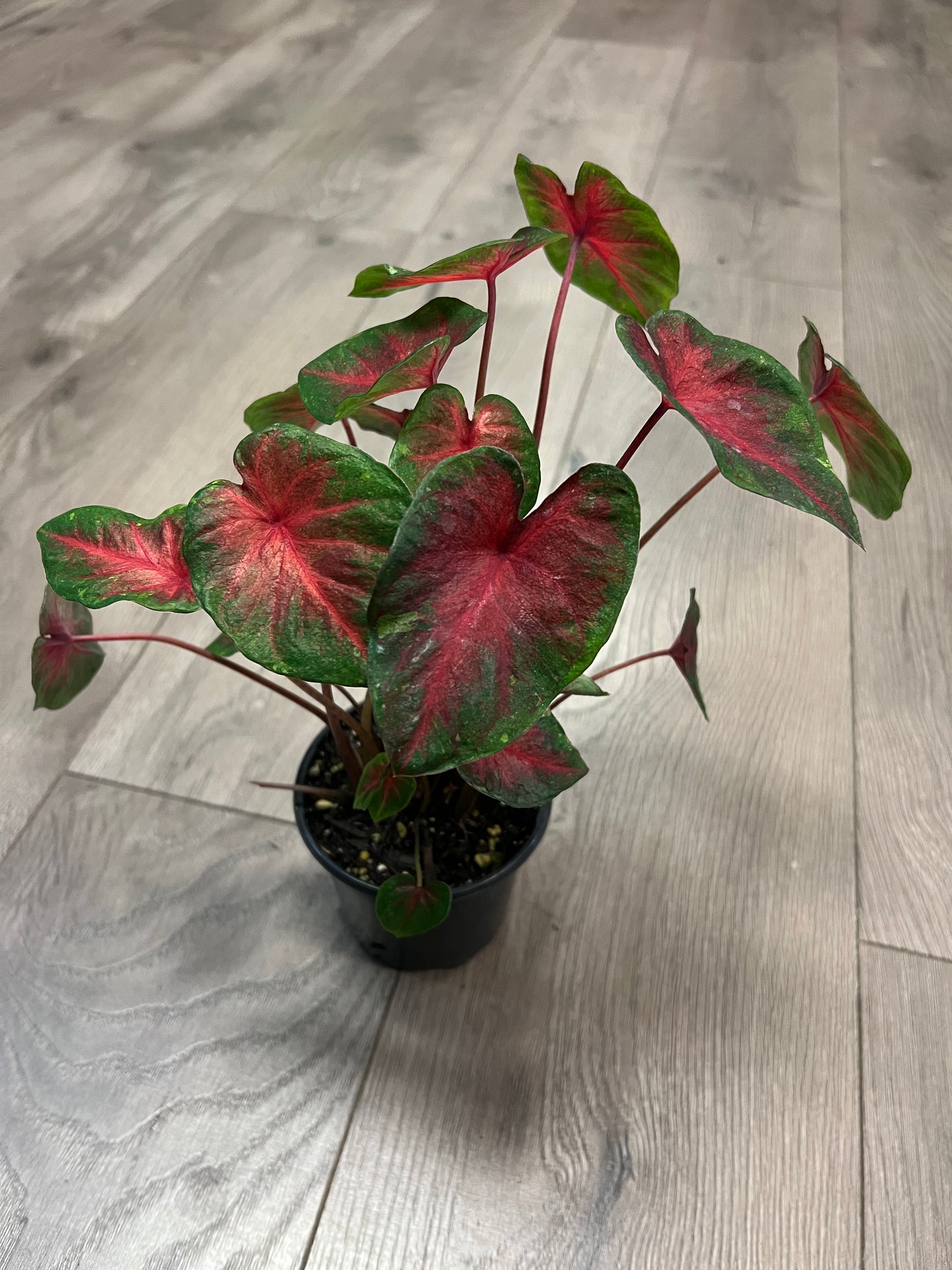 Caladium 'Bicolor'