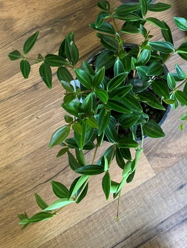 Peperomia angulata 'Beetle'