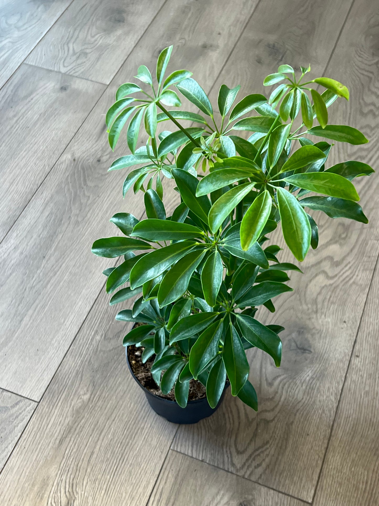 Schefflera arboricola