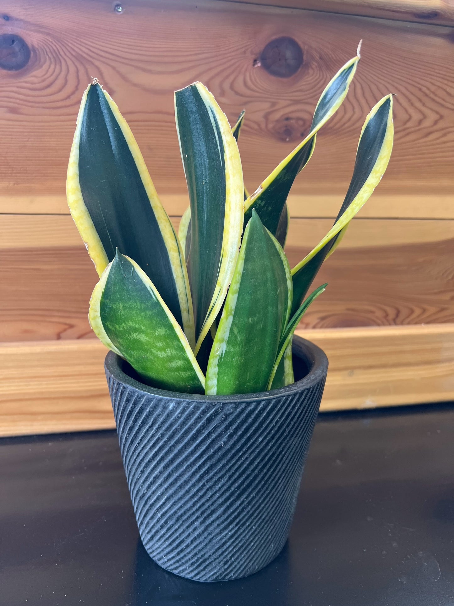 sansevieria 'Black Gold Superba snake plant’
