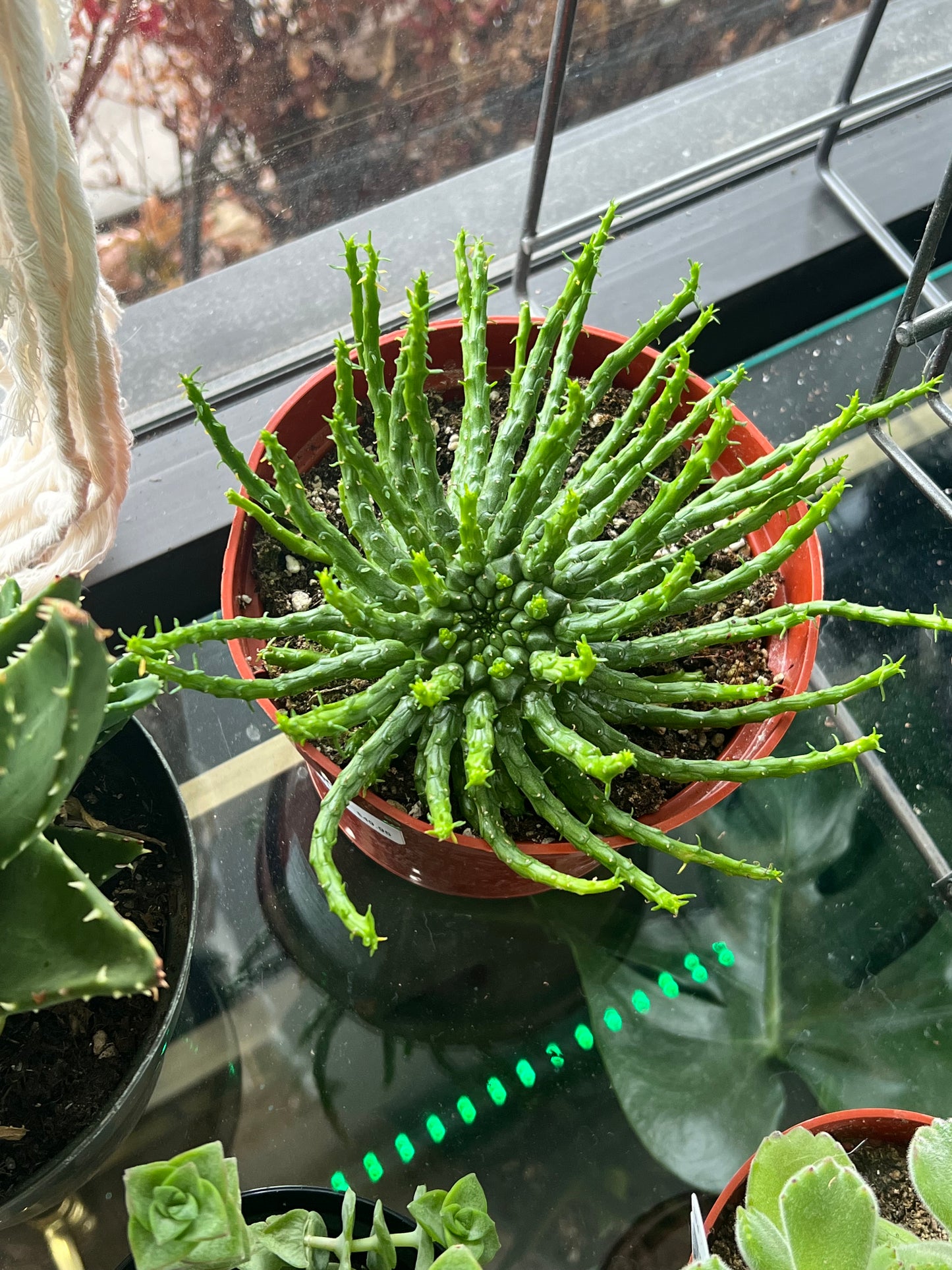 Euphorbia flanaganii 'Medusa's Head