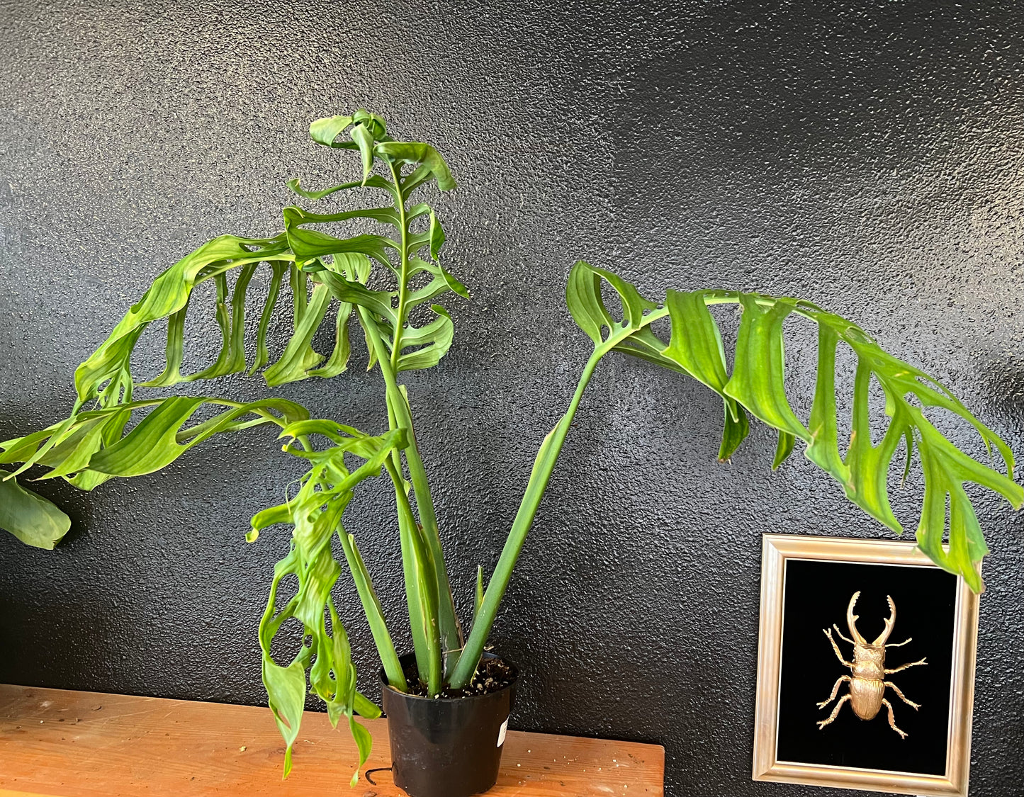 Monstera esqueleto