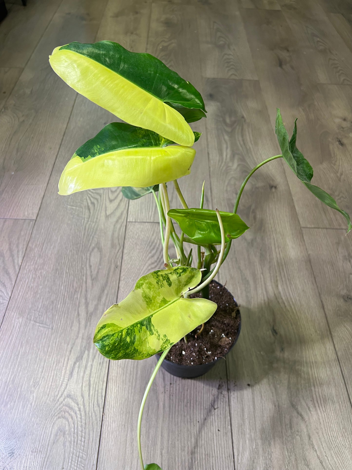 Philodendron 'Burle Marx Varigated'
