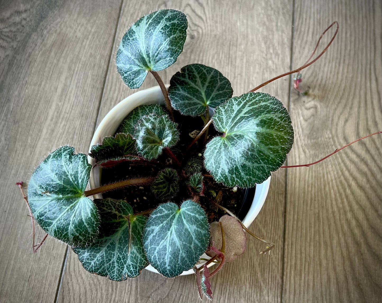 Saxifraga stolonifera 'Strawberry Begonia'