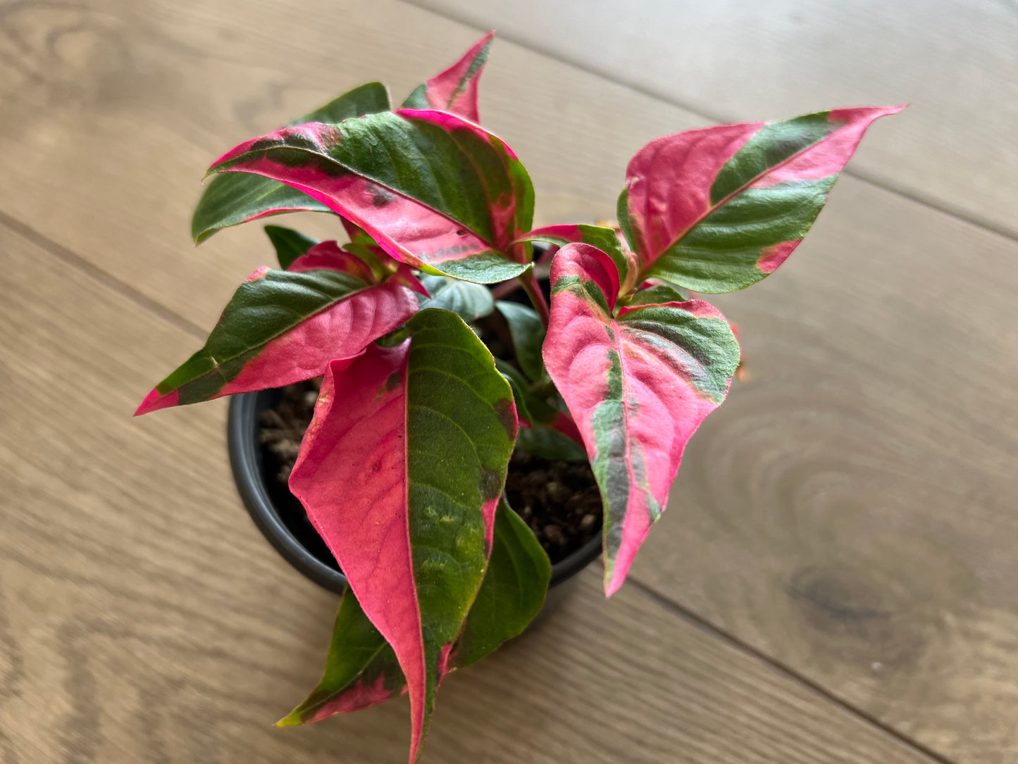 Alternathera ficoidea 'Party Time'