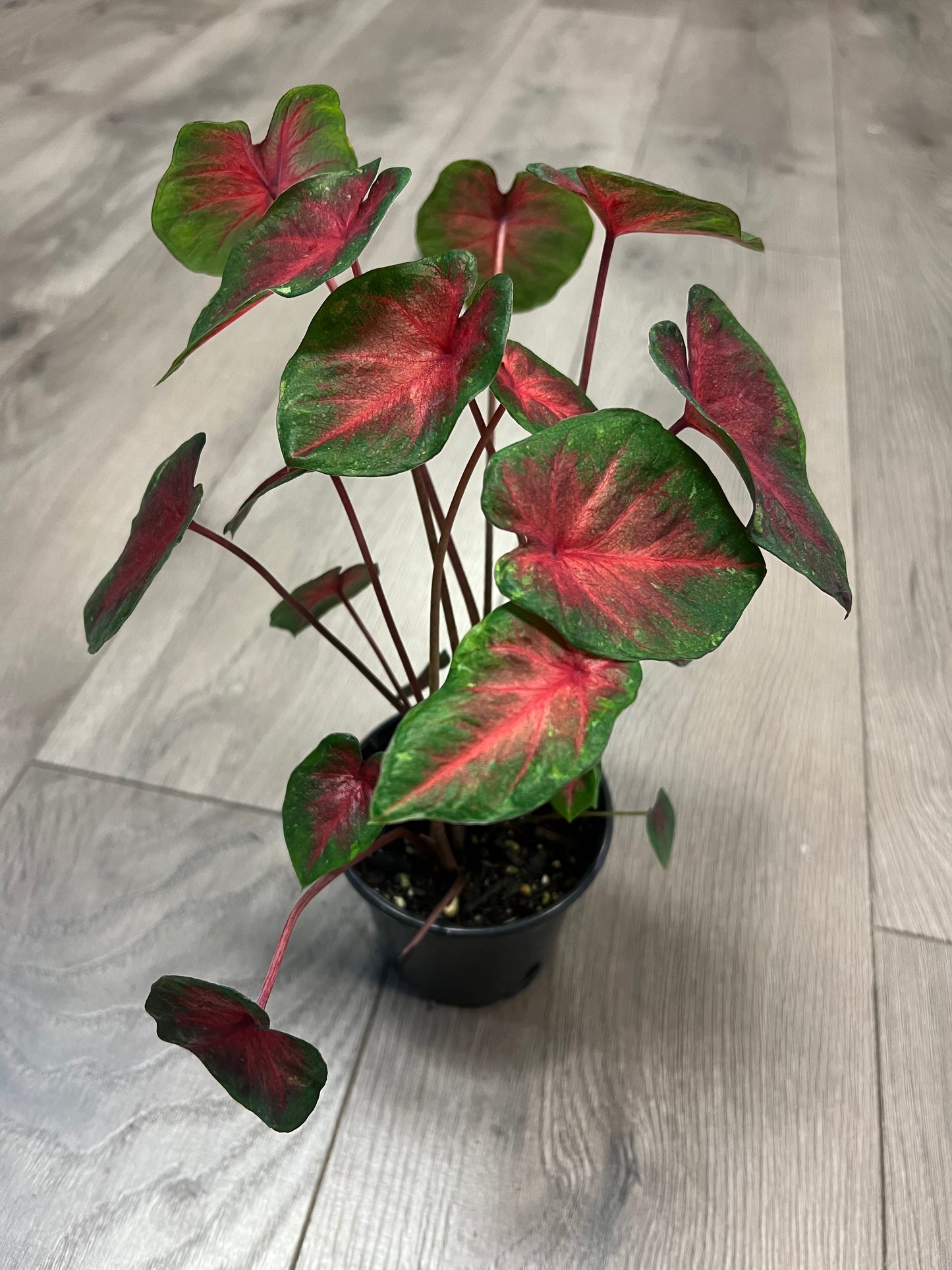 Caladium 'Bicolor'