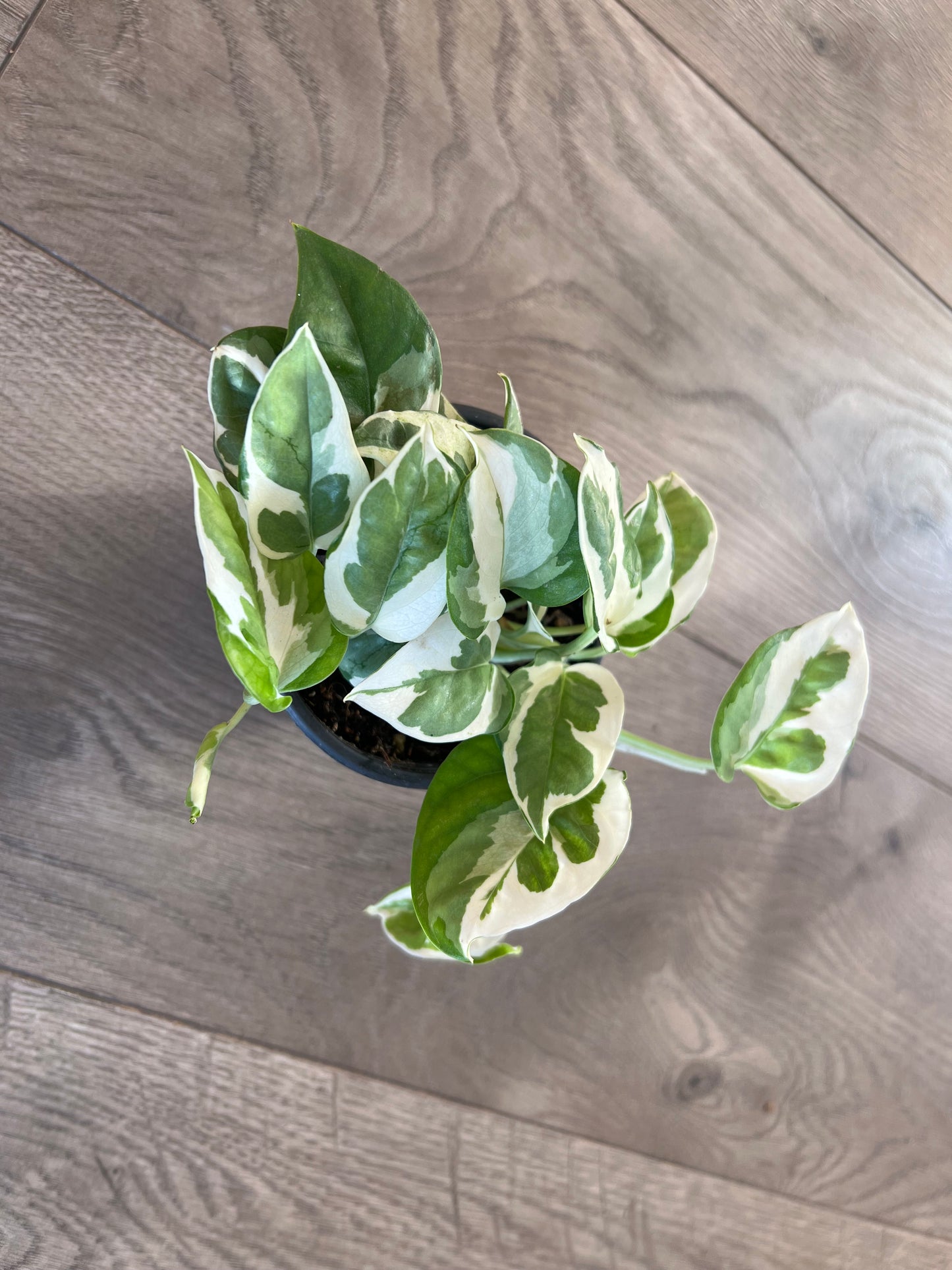 Epipremnum aureum 'N'Joy pothos'