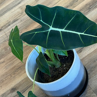 Alocasia 'Frydeck'