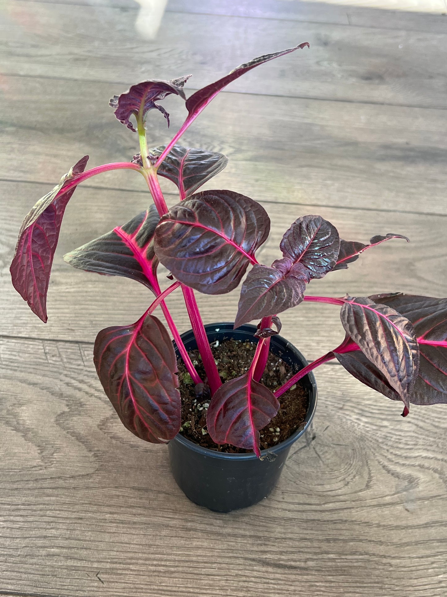 Iresine 'Bloodleaf'