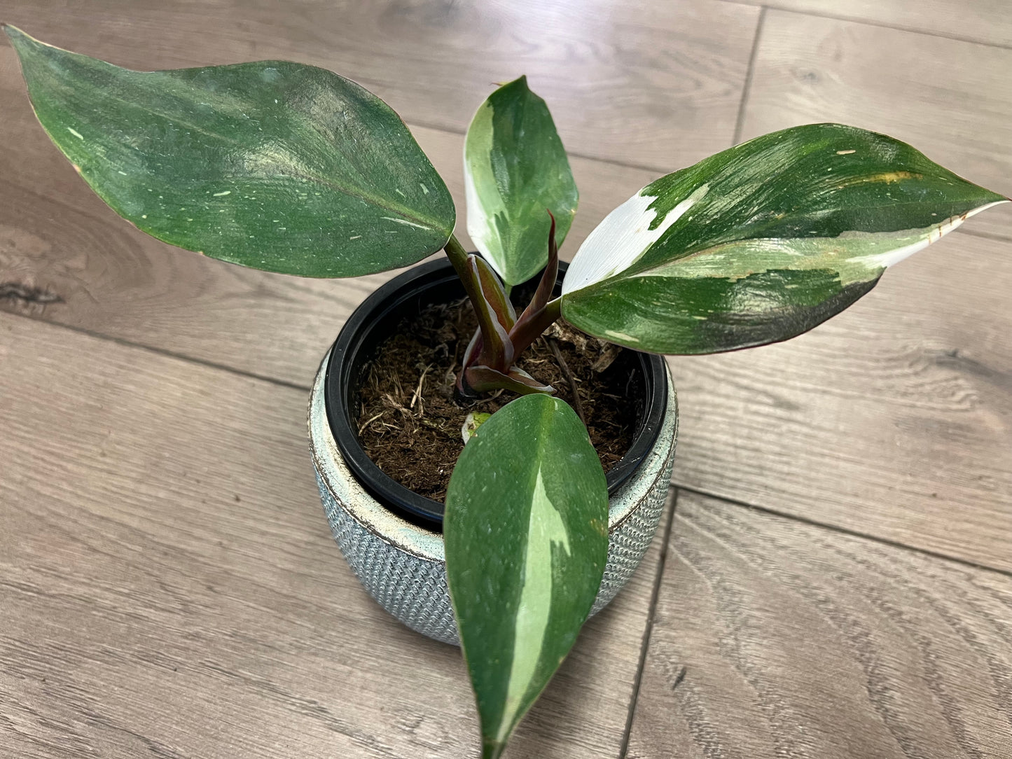 Philodendron 'White Knight'