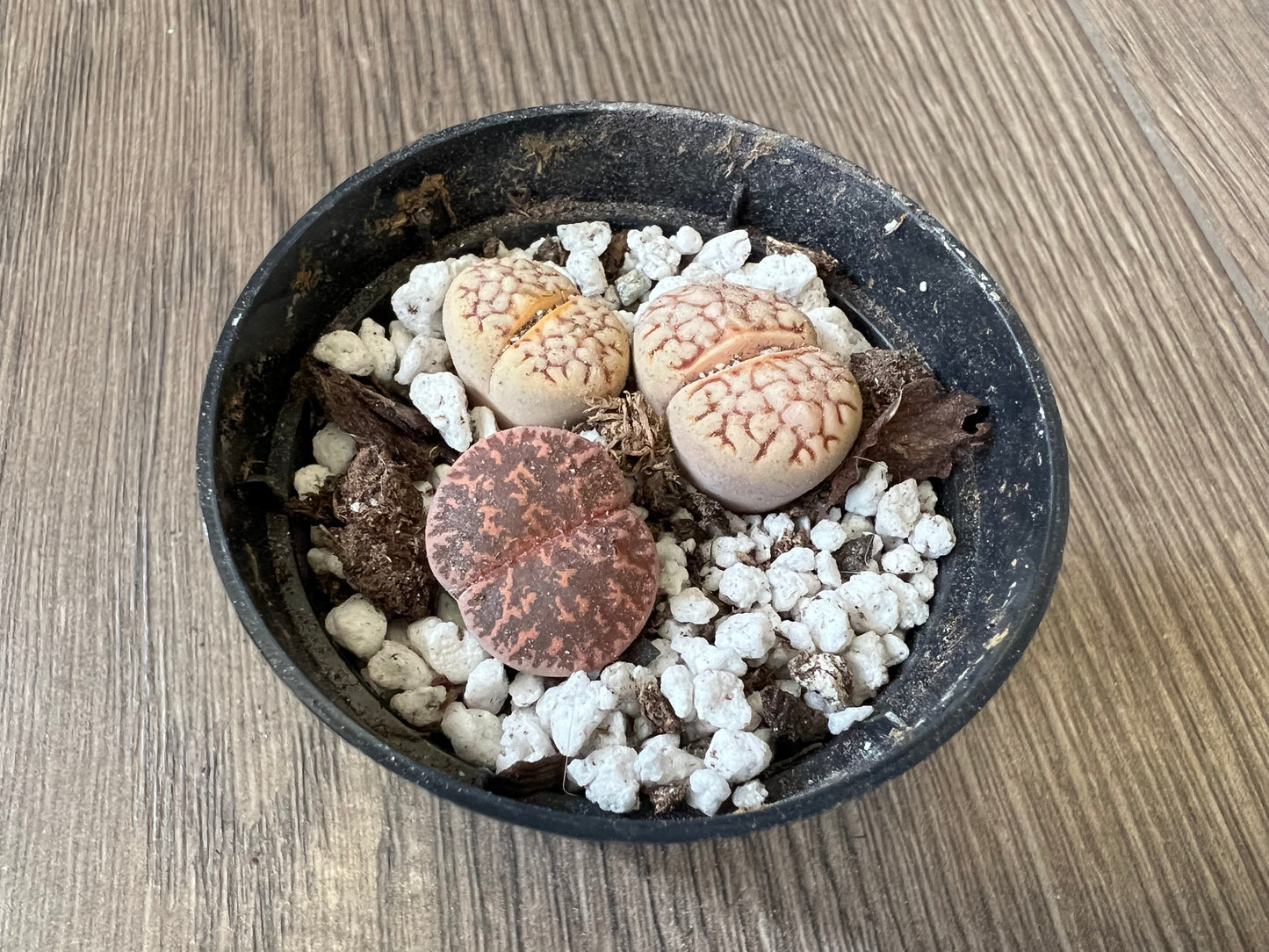 Lithops 'Living stone'