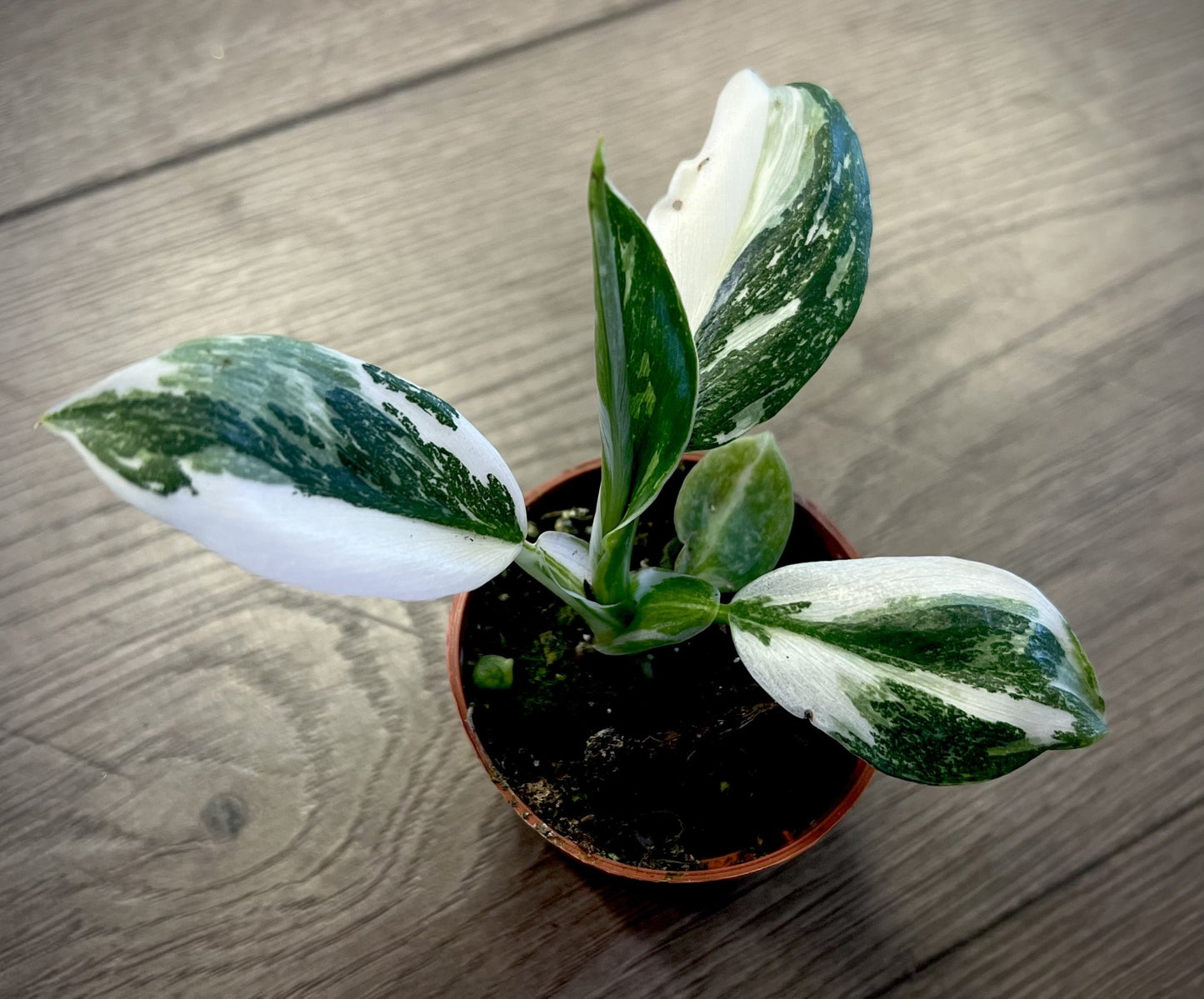 Philodendron 'White Wizard'